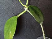 Vaškuolės (#Hoya) - nuotraukos Nr. 16