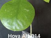 Vaškuolės (#Hoya) - nuotraukos Nr. 15