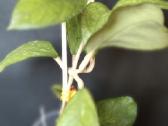 Hoya AH-1012 - nuotraukos Nr. 20