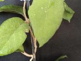 Hoya (vaškuolių)assorti. - nuotraukos Nr. 4