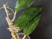 Hoya (vaškuolių)assorti. - nuotraukos Nr. 6