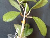 Hoya AH-1012 - nuotraukos Nr. 21