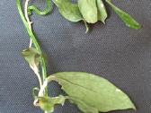 Vaškuolės (#Hoya) - nuotraukos Nr. 24