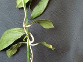 Hoya SS 27-70(father is clemensiorum) - nuotraukos Nr. 22
