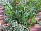 Saldusis pelynas - Artemisia annua - nuotraukos Nr. 9