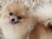 Pomeranijos špicas su dok.