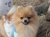 Pomeranijos špicas su dok. - nuotraukos Nr. 4