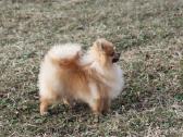 Pomeranijos špicas su dok. - nuotraukos Nr. 2