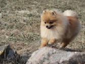 Pomeranijos špicas su dok. - nuotraukos Nr. 6