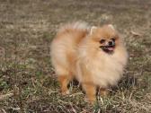 Pomeranijos špicas su dok. - nuotraukos Nr. 3