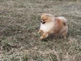 Pomeranijos špicas su dok. - nuotraukos Nr. 7