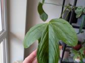Anthurium truncicola