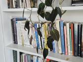 Philodendron Micans - nuotraukos Nr. 6