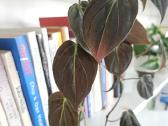 Philodendron Micans - nuotraukos Nr. 3