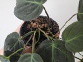 Philodendron Micans - nuotraukos Nr. 7