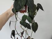 Philodendron Micans - nuotraukos Nr. 5
