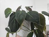 Philodendron Micans - nuotraukos Nr. 4