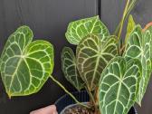 Anthurium clarinervium