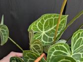 Anthurium clarinervium - nuotraukos Nr. 2