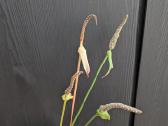 Anthurium clarinervium - nuotraukos Nr. 3