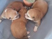 Akita Inu - nuotraukos Nr. 3