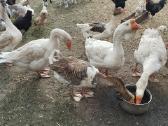 Liko du žasinai cholmogorai ir kalakutas - nuotraukos Nr. 2
