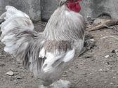 Parduodu jaunus gaidelius - nuotraukos Nr. 7