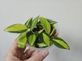 Philodendron Brasil mažyliai samanose