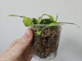 Philodendron Brasil mažyliai samanose - nuotraukos Nr. 2