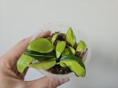Philodendron Brasil mažyliai samanose - nuotraukos Nr. 3