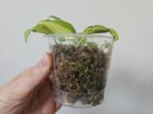 Philodendron Brasil mažyliai samanose - nuotraukos Nr. 4