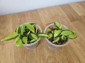 Philodendron Brasil mažyliai samanose - nuotraukos Nr. 5