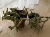 Crassula