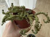 Crassula - nuotraukos Nr. 2