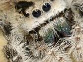 Parduodami jumpig spider Phidippus regius