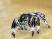 Parduodami jumpig spider Phidippus regius - nuotraukos Nr. 3