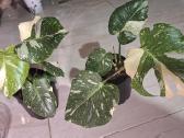 Monstera Thai Constellation - nuotraukos Nr. 5