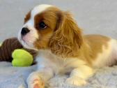 Kavalier King Charles Spaniel
