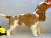 Kavalier King Charles Spaniel - nuotraukos Nr. 2