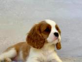 Kavalier King Charles Spaniel - nuotraukos Nr. 3