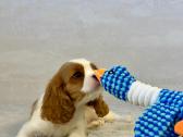 Kavalier King Charles Spaniel - nuotraukos Nr. 4
