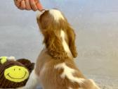 Kavalier King Charles Spaniel - nuotraukos Nr. 5