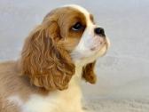 Kavalier King Charles Spaniel - nuotraukos Nr. 6