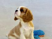 Kavalier King Charles Spaniel - nuotraukos Nr. 7