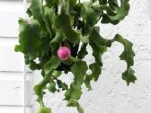 Epiphyllum epifilum miško kaktusas