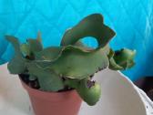 Epiphyllum epifilum miško kaktusas - nuotraukos Nr. 2