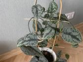 Skindapas Pictus