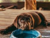 Kilmingi labradoro retriveriai - nuotraukos Nr. 4
