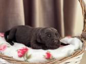 Kilmingi labradoro retriveriai - nuotraukos Nr. 19