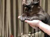 Kilmingi labradoro retriveriai - nuotraukos Nr. 28